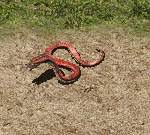 红蛇.png